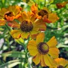 Helenium